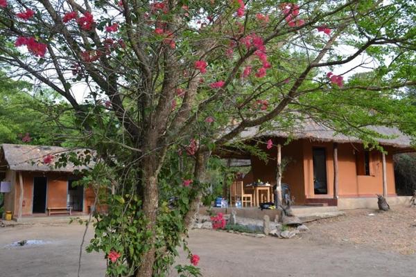The bungalow behind a flowering tree