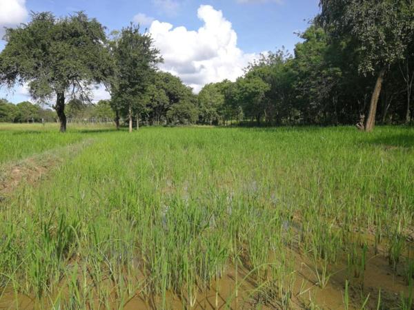 Green paddy fields next to the property
